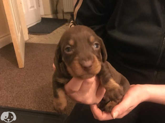 Puppies in Barnsley