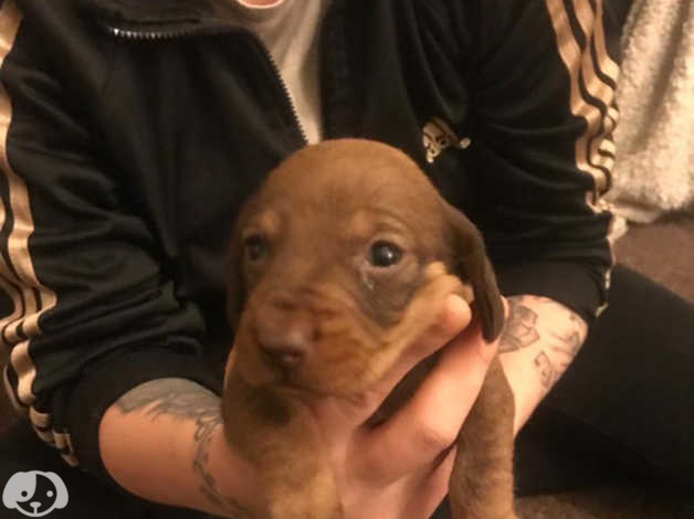 Puppies in Barnsley